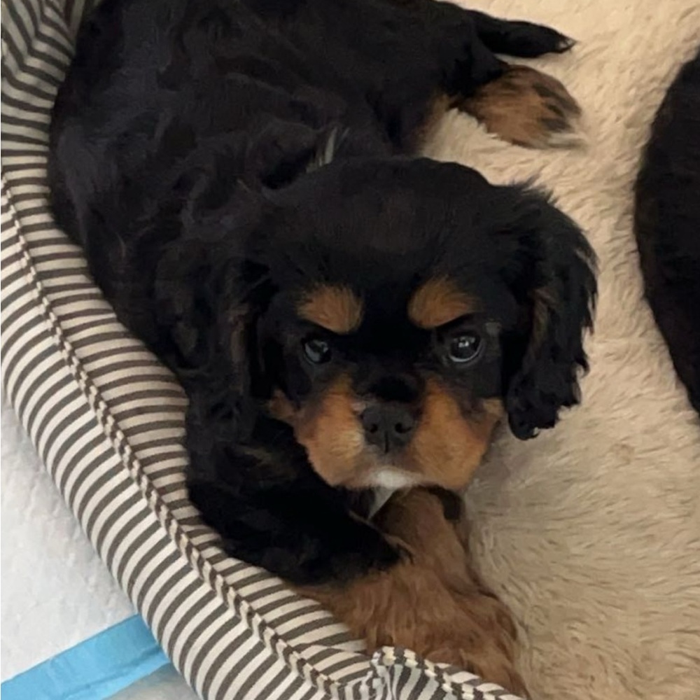 Meet your Posher, Claire